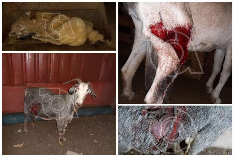 Imágenes de los animales heridos o muertos en la arremetida perruna de la madrugada de este viernes (Foto TA)